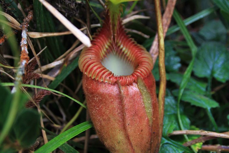 Fleischfressende Pflanze, Regenwald, Malaysien