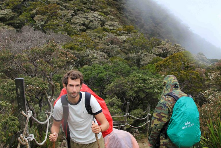 rainforest, mountain, jungle trail, hiking, sabah, malaysia, backpacking