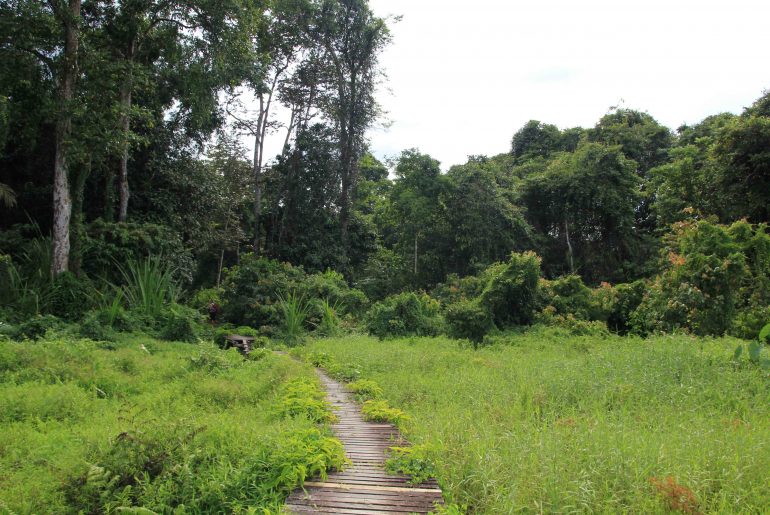 Malaysia, rainforest, jungle, niah caves, Sarawak, nature