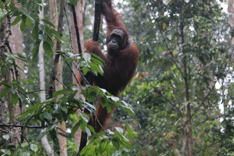 Orang Utan, Sarawak, Malaysia, Rainforest, jungle, wildlife, monkeys, backpacking,