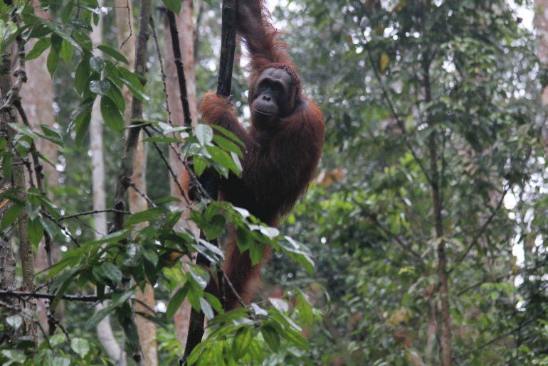 Orang Utans, Sarawak, Malaysien, Regenwald, Semenggoh