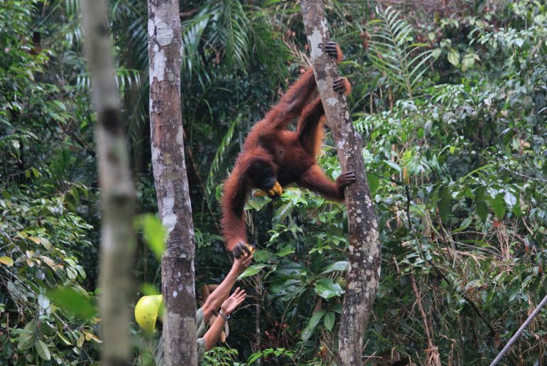 Orang Utan, Sarawak, Malaysia, Rainforest, jungle, wildlife, monkeys, backpacking,