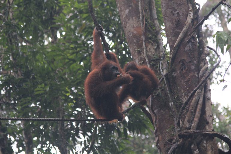 Orang Utans, Sarawak, Malaysia, Rainforest, jungle, wildlife, monkeys, backpacking,