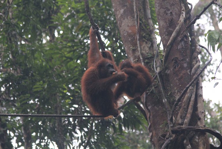 Orang Utans, Sarawak, Malaysien, Regenwald, Semenggoh