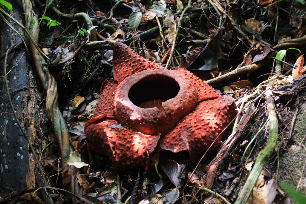 Rafflesia, Größte Blume der Welt, Sarawak, Regenwald, Nationalpark