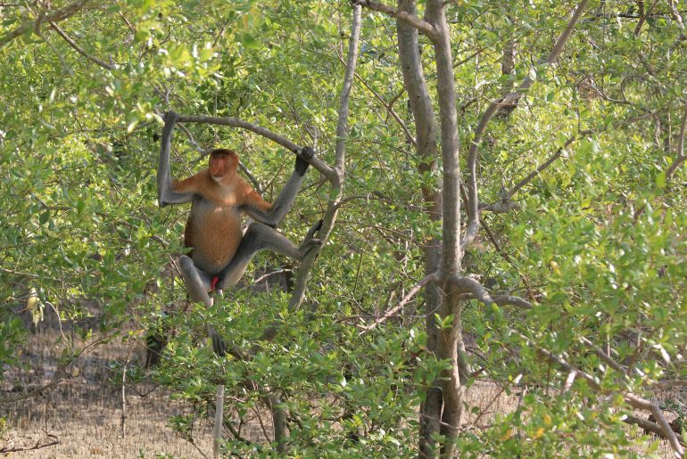 proboscis monkey, beach, wildlife, nature, Malaysia, Sarawak,