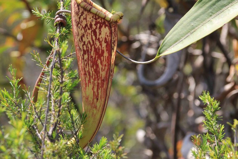 flora and fauna, Bako National Park, flower, plants, nature,