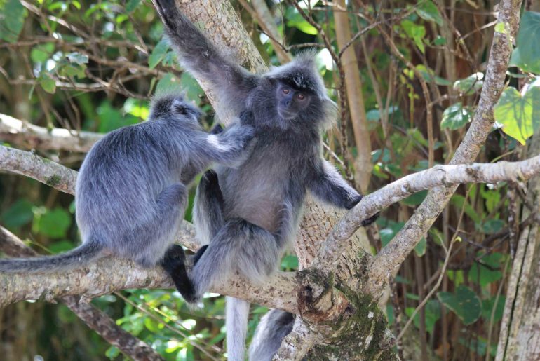 Silver Leaf Monkey, Malaysia, monkeys, Sarawak, National Park, wildlife, National Park,