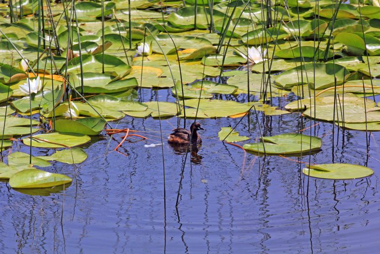 Montenegro, Skutarisee, Nationalpark, Virpazar, boot,