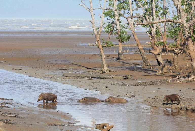 Wildlife, Malaysia, Borneo, Sarawak, backpacking, travel, National park,