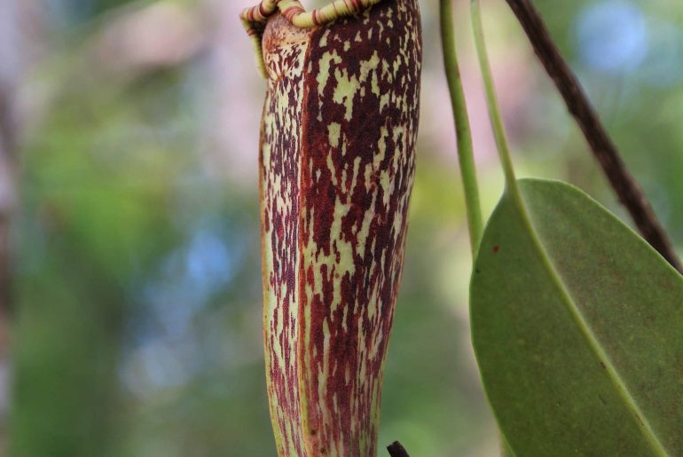 Malaysia, Sarawak, rainforest, national park, wildlife, nature, jungle