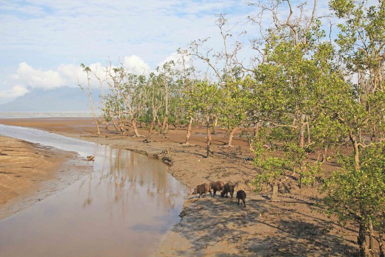 Wildlife, Malaysia, Borneo, Sarawak, backpacking, travel, National park,