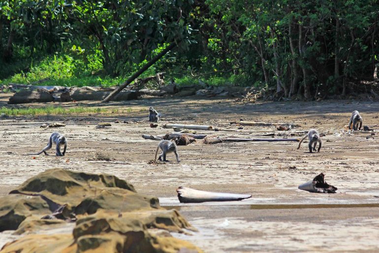 Silver Leaf Monkey, Malaysia, monkeys, Sarawak, National Park, wildlife, National Park,