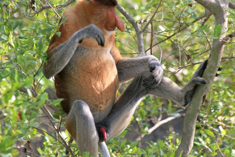 Proboscis Monkeys, beach, Wildlife, nature, Malaysia, Sarawak, trave,l backpacking