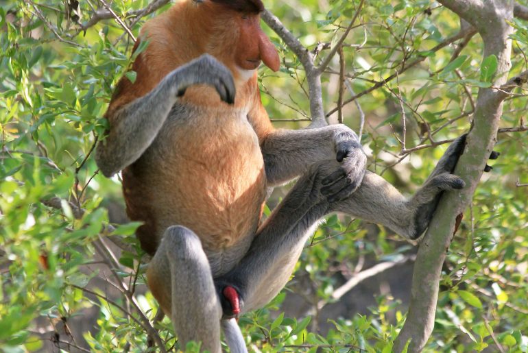 Proboscis Monkeys, beach, Wildlife, nature, Malaysia, Sarawak, trave,l backpacking