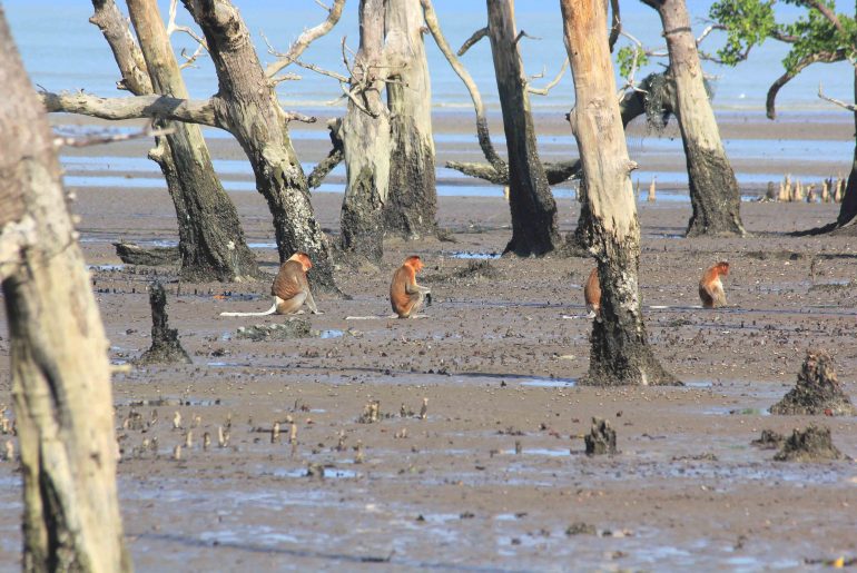 Proboscis Monkeys, beach, Wildlife, nature, Malaysia, Sarawak,