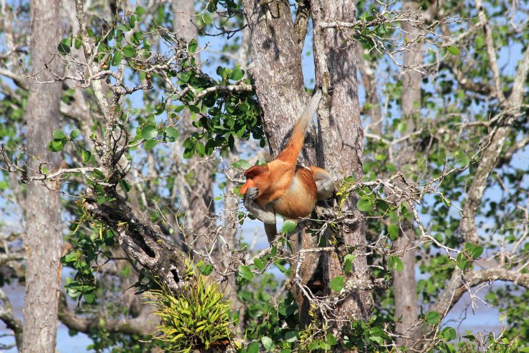 proboscis monkeys, Malaysia, Sarawak, backpacking, travel, National park, beach, nature