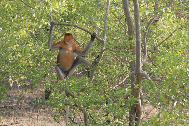 proboscis monkey, Malaysia, Sarawak, backpacking, travel, National park,