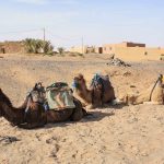Merzouga Desert Camp, Camel trekking