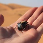 Merzouga, Sahara Bug