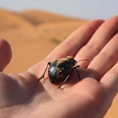 Merzouga - Sahara Käfer ©Jürgen Reichenpfader