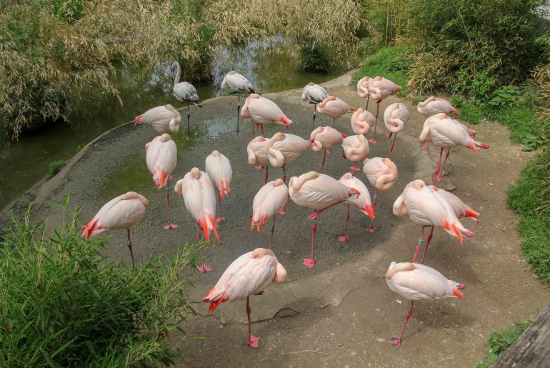 Austria, Salzburg Zoo, Tourist attraction,