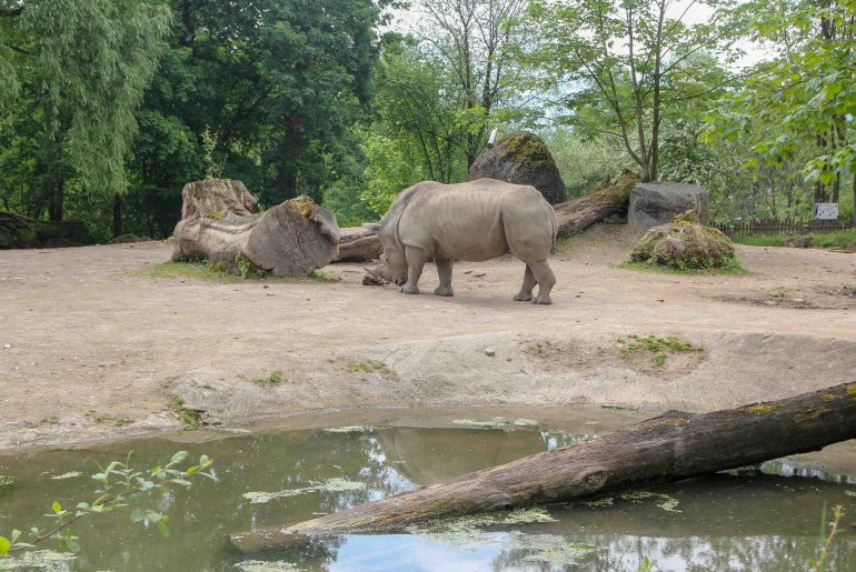 Salzburg Zoo, Austria