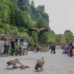 Salzburger Zoo, Österreich