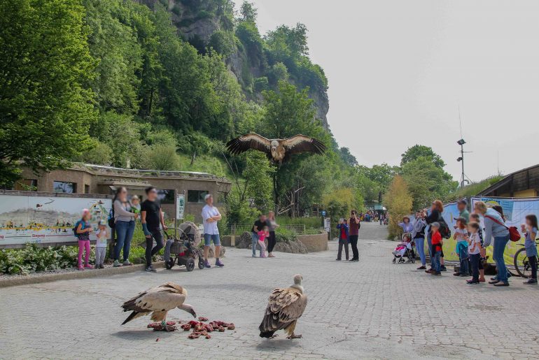 Salzburg Zoo, Austria