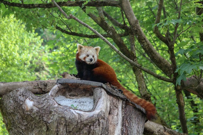 Austria, Salzburg Zoo, Tourist attraction,