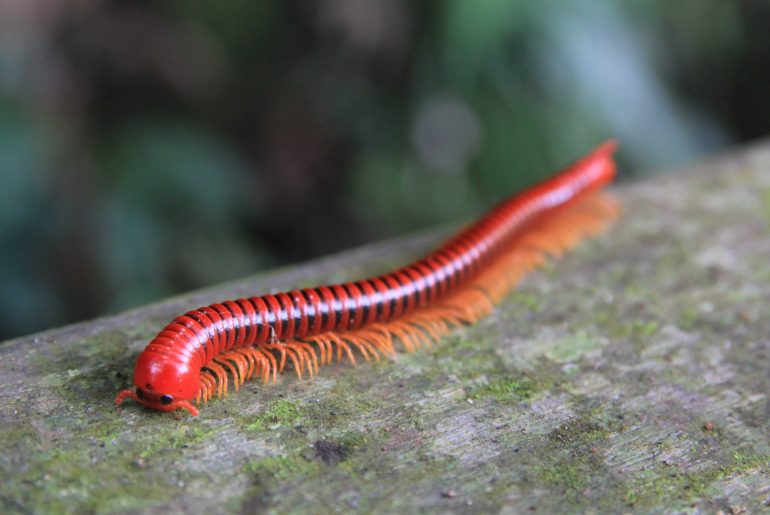 Niah National Park, Borneo, Rain forest, backpacking, Sarawak, Malaysia