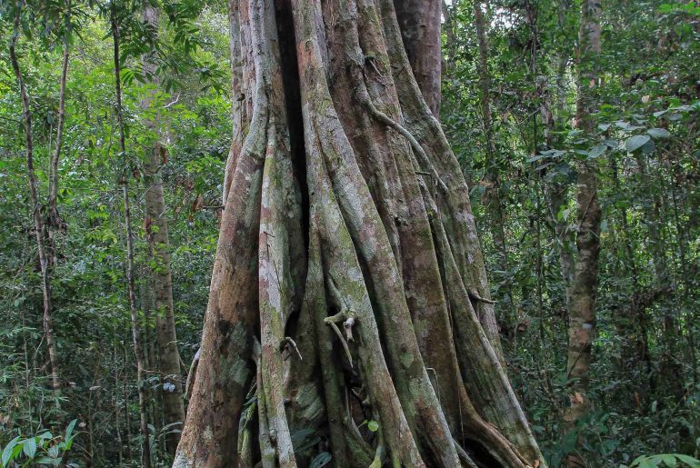 Niah National Park, Borneo, Rain forest, backpacking, Sarawak, Malaysia