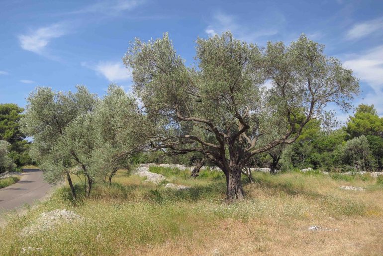 olive tree, lustica, Montenegro