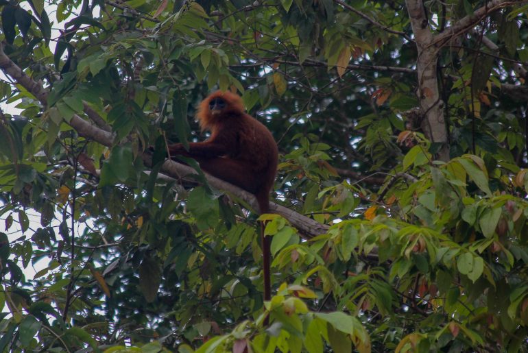 Monkey, Borneo, Malaysien, river, safari, boat tour