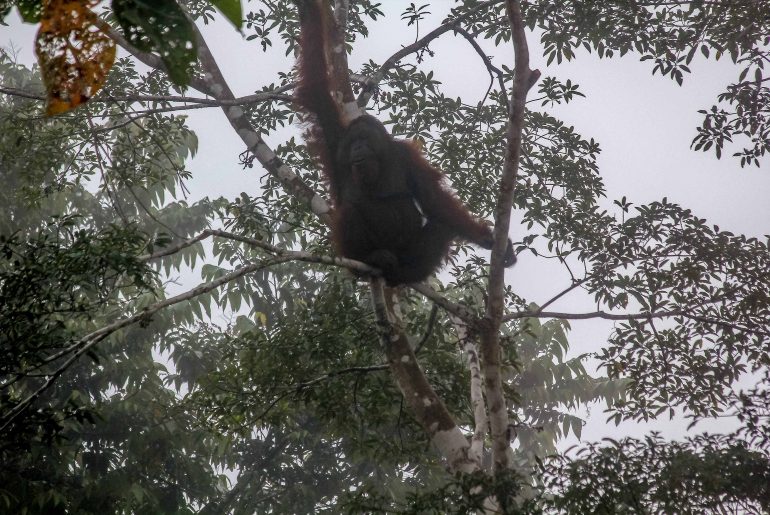 Wild Orang Utan, Rainforest, Borneo, Malaysien,