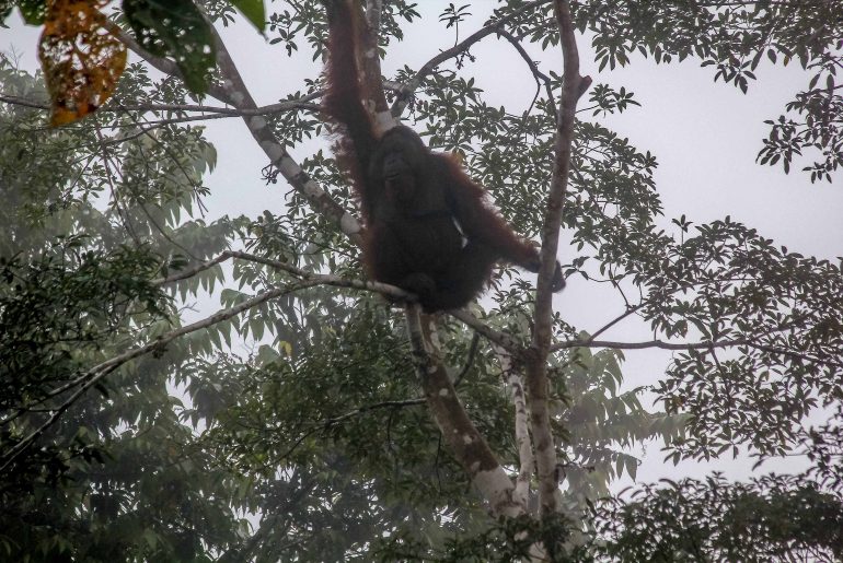 Orang Utan, Borneo Rundreise, Kinabatangan River