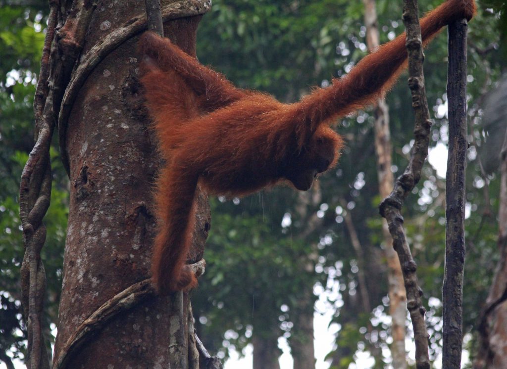 Wild Orang Utan, Rainforest, Borneo, Malaysien,