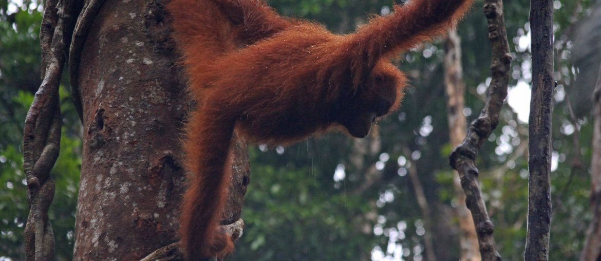 Borneo Rundreise, Orang Utan, Kinabatangan, Regenwald