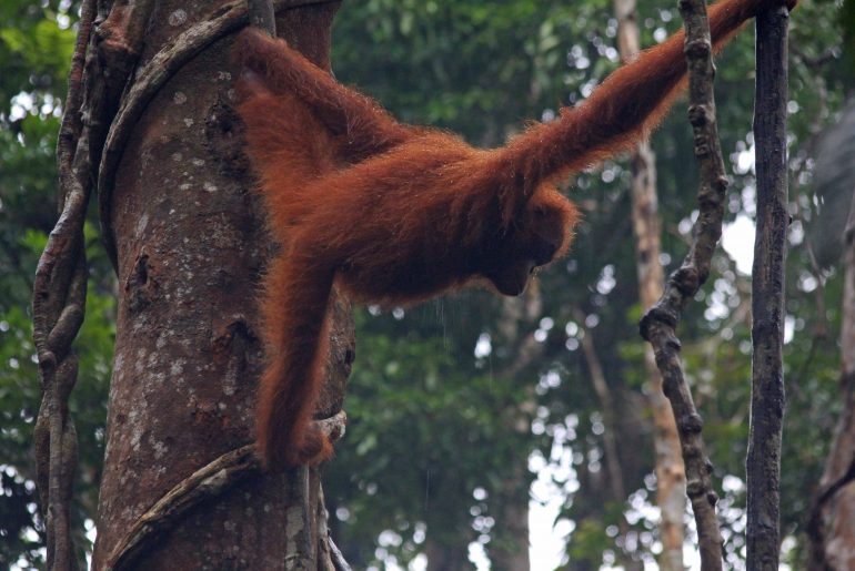 Borneo Rundreise, Orang Utan, Kinabatangan, Regenwald