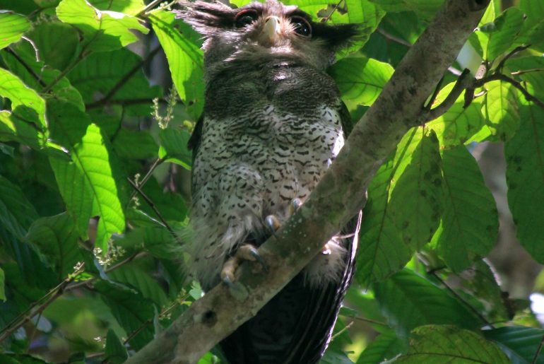 Kinabatangan jungle trekking, wildlife, Rainforest