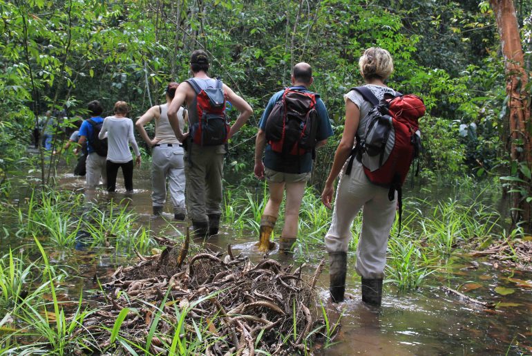 Backpacking, Kinabatangan jungle trekking, wildlife, Rainforest