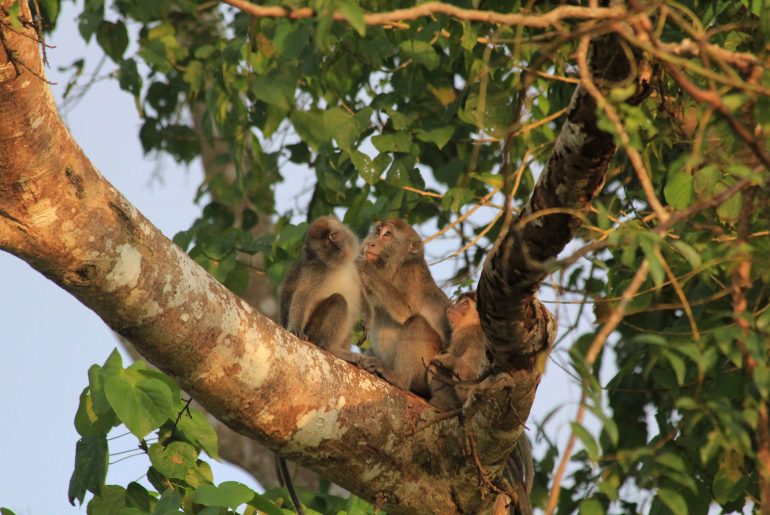 Monkey, Borneo, Malaysien, river, safari, boat tour