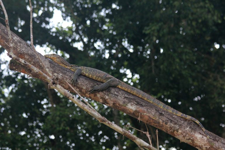Lizard, Borneo, Malaysien, river, safari, boat tour