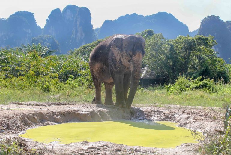 Thailand Elephant Sanctuary, Krabi,