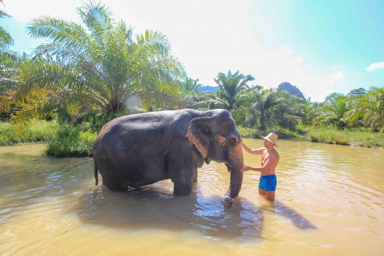 Krabi Elephant Sanctuary, Thailand, Feeding, Bathing, Washing Swimming,