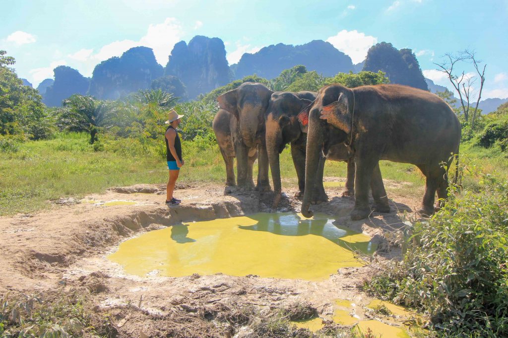 Krabi Elephant Sanctuary, Thailand, Feeding, Bathing, Washing Swimming,