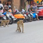 Lopburi, Affenstadt, Thailand, Affen