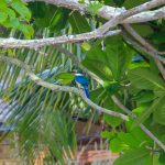 Eisvogel, Koh Mook, Thailand