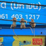 Lopburi, Monkeys, Thailand