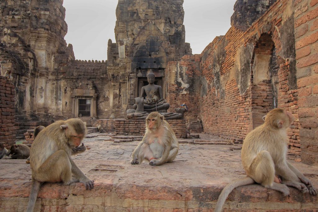 Affentempel, Lopburi, Affenstadt, Thailand, Affen